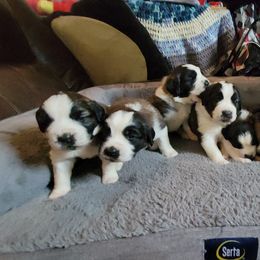 Saint Bernard Puppies from Middle Georgia Saints