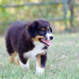 Btf1 - Black tri female Miniature American Shepherd puppy in Stephenville, Texas from Diamond H Aussies