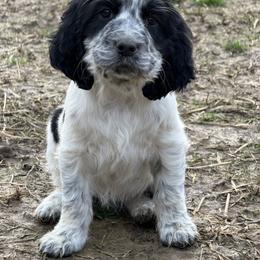 Tally - Black and white female English Springer Spaniel puppy in Coxs Creek, Kentucky from Bluegrass Bend English Springer Spaniels