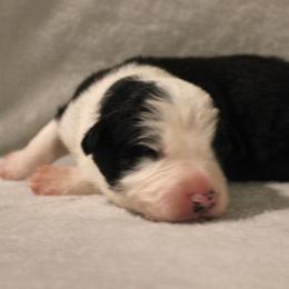 Arcee - Black and white female Border Collie puppy in Crawfordsville, Indiana from Rescued Dreams Border Collies