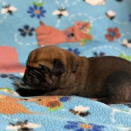 Fawn Black - Fawn male Cane Corso puppy in Paris, Texas from Knucklehead Cane Corso