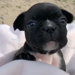 French Bulldog Puppies from Calypso Canine Company