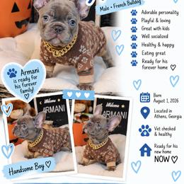 Armani - Blue male French Bulldog puppy in Athens, Georgia from Imperial Frenchies