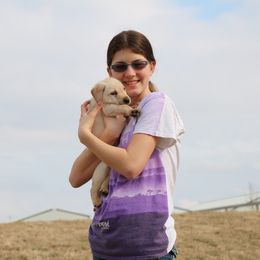Labrador Retriever Puppies from GocheeLabs