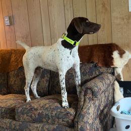 Jaxon - German Shorthaired Pointer