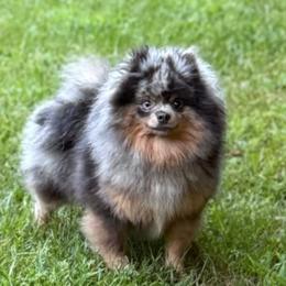 Zena - Pomeranian