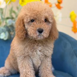Hillary - Apricot female Goldendoodle puppy in Yuciapa, California from AlltheDoodlez_