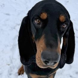 Heathen - Black and Tan Coonhound