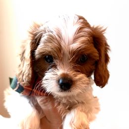 Oakley of Reedy River Doodles - White male Cavapoo puppy in Greenville, South Carolina from Reedy River Doodles