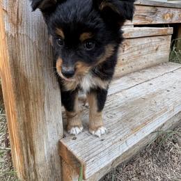 Jack Daniel - Black tri male Miniature Australian Shepherd puppy in Gunnison, Colorado from McMillan Aussies