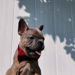 French Bulldog Puppies from Double Barrel Bullies