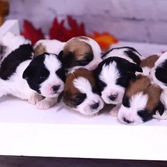 Bernedoodle, Bichon Frise, Poodle, and Shichon Puppies from Shondel Puppy Paws