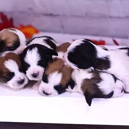 Bernedoodle, Bichon Frise, Poodle, and Shichon Puppies from Shondel Puppy Paws