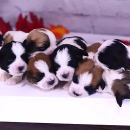 Bernedoodle, Bichon Frise, Poodle, and Shichon Puppies from Shondel Puppy Paws