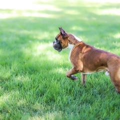 Toulouse - Boxer