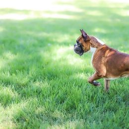 Toulouse - Boxer