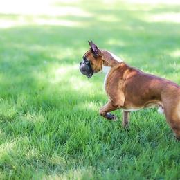 Toulouse - Boxer