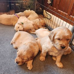 Boy 6 - Golden Golden Retriever puppy in Payson, Arizona from Bullet Retrievers