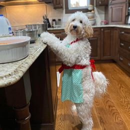 Aussiedoodle, Australian Shepherd, and Toy Australian Shepherd Puppies from Tumblin T Aussies and Aussiedoodles