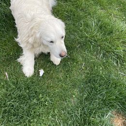 Skully - Golden Retriever