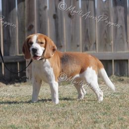 Wish - Beagle