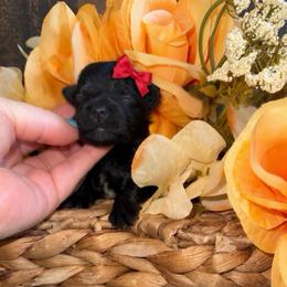 Little miss Raven - Black and gold female Yorkshire Terrier puppy in Howe, Oklahoma from Ray Holder