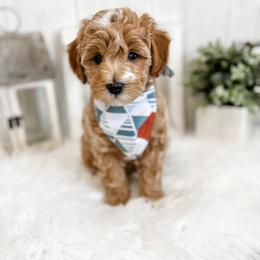 Oliver - Goldendoodle