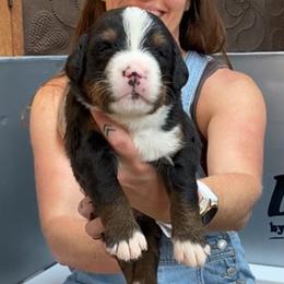 Black and White Collar Male - Black rust and white male Bernese Mountain Dog puppy in Bristol, Tennessee from Holston Hollow Farm