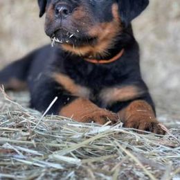 Rottweiler Puppies from Post Farm Rottweilers