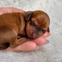 Bandit - Red male Dachshund puppy in Fayetteville, Arkansas from Natural State Dachshunds