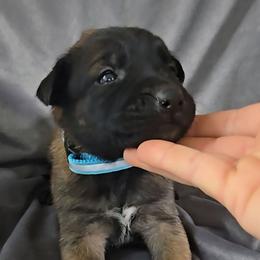 Echo's Azure - Mahogany female Belgian Malinois puppy in Berry, Alabama from North River k9