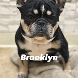 BK - French Bulldog