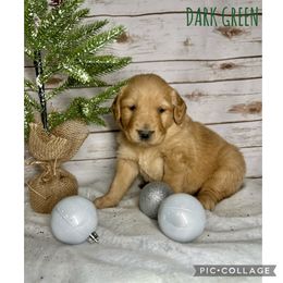 Golden Retriever Puppies from Castle Country Companions