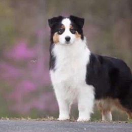 Gwen - Australian Shepherd