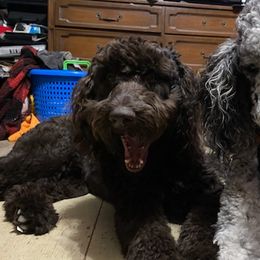 Labradoodles from Stephanie's Labradoodles