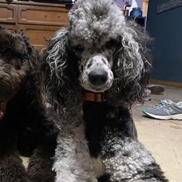 Labradoodles from Stephanie's Labradoodles