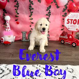Everest (Blue Collar) - Golden Retriever puppy from River City Golden Retrievers