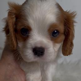 Bentley - Blenheim male Cavalier King Charles Spaniel puppy in Miami, Florida from Maria's Pups