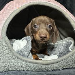 Chocolate-Tan Female - Chocolate and tan female Dachshund puppy in Newark, Ohio from Freyja’s Legacy Dachshunds