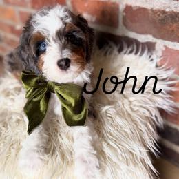 John - Merle male Bernedoodle puppy in Snohomish, Washington from Refined Doodles