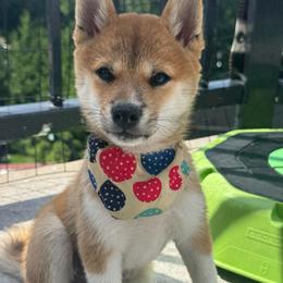 Mario - Red male Shiba Inu puppy in Elizabeth, New Jersey from Shiba Inu Loving Care