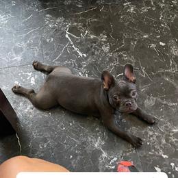 Camila - Black female French Bulldog puppy in Rhode Island from Heaven Sent Frenchies