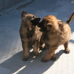 Shiloh Shepherd Puppies from Solace Shilohs