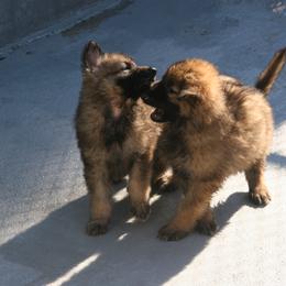 Shiloh Shepherd Puppies from Solace Shilohs