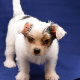 Biewer Terrier and Yorkshire Terrier Puppies from King's Kennel
