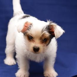 Biewer Terrier and Yorkshire Terrier Puppies from King's Kennel