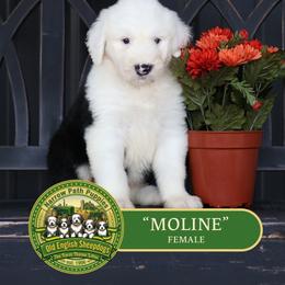 Moline - Gray and white female Old English Sheepdog puppy in Cleveland, Tennessee from Narrow Path Old English & Sheepadoodles