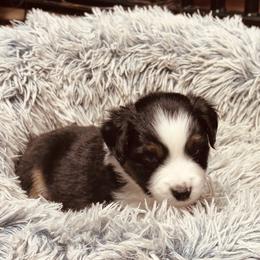 Midget - Black tri female Miniature Australian Shepherd puppy in Madisonville, Texas from Diamond R Aussies