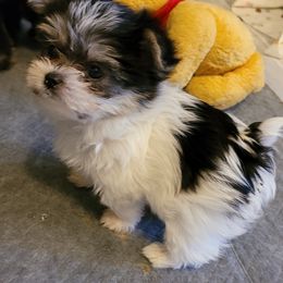 Maltese and Morkie Puppies from K and E Small Breed Puppies