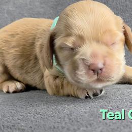 Teal - Buff female Cocker Spaniel puppy in Lebanon, Missouri from Spring Hollow Cocker Spaniels